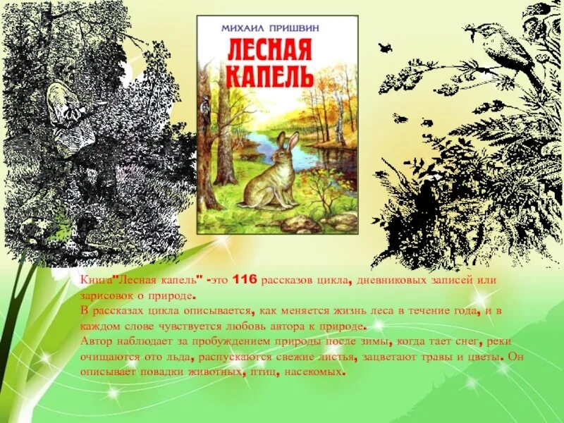 «Лесной капели» м.м. Пришвина. М М пришвин Лесная капель. М.М пришвин произведения Лесная капель. Рассказы на час читать