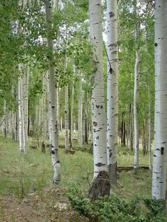 Хороши высокие березы и осины