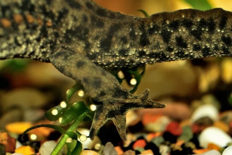 Икра тритона. Икра тритона обыкновенного. Икра тритона обыкновенного. Икра тритона. Икра тритона.