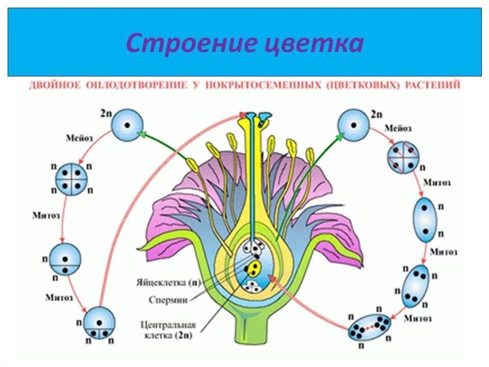 Строение цветка двойное оплодотворение у покрытосеменных растений. Оплодотворение покрытосеменных растений схема. Схема двойного размножения у цветковых. Схема двойного оплодотворения у цветковых растений.