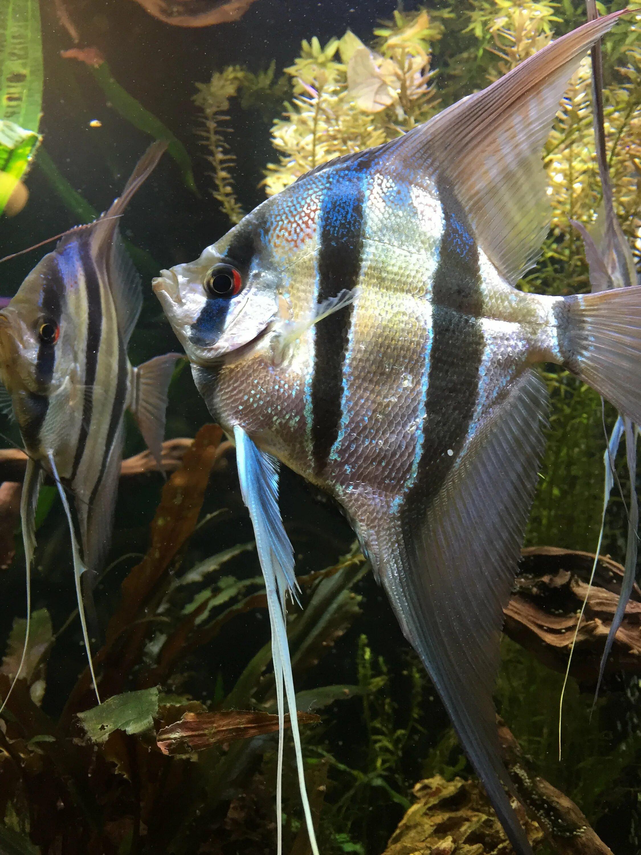 Скалярия перуанский альтум. Скалярия голубая альтум. Скалярия альтум. Скалярия перуанский альтум. Птерофиллум альтум.