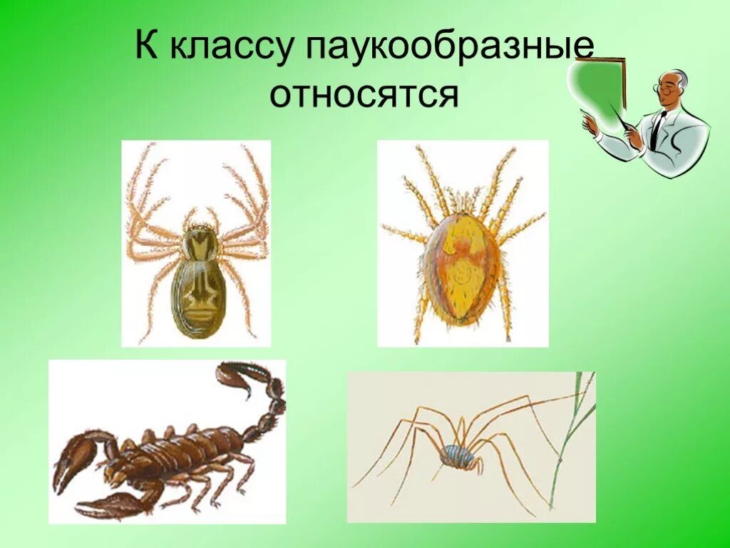 К паукообразным относят. К классу паукообразные относятся. представители вида паукообразные. разнообразие паукообразных. класс паукообразные представители.