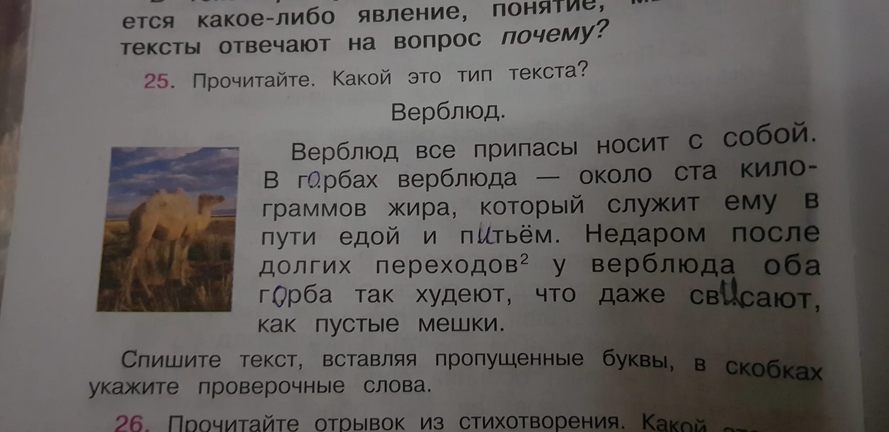 Верблюд проверочное слово. Прочитайте какой это Тип текста верблюд. Какое проверочное слово к слову верблюд. Прочитайте текст какой это Тип текста спишите.