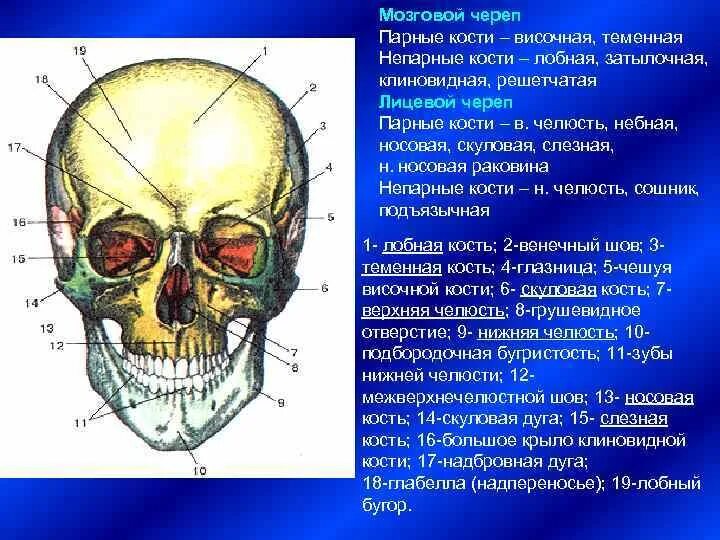 Парные кости лицевого отдела черепа. Непарные кости лицевого отдела черепа. Строение парных и непарных костей черепа. Парные и непарные кости лицевого отдела черепа. Парной костью являются