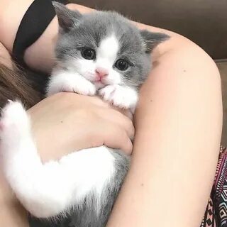 Kitten записи