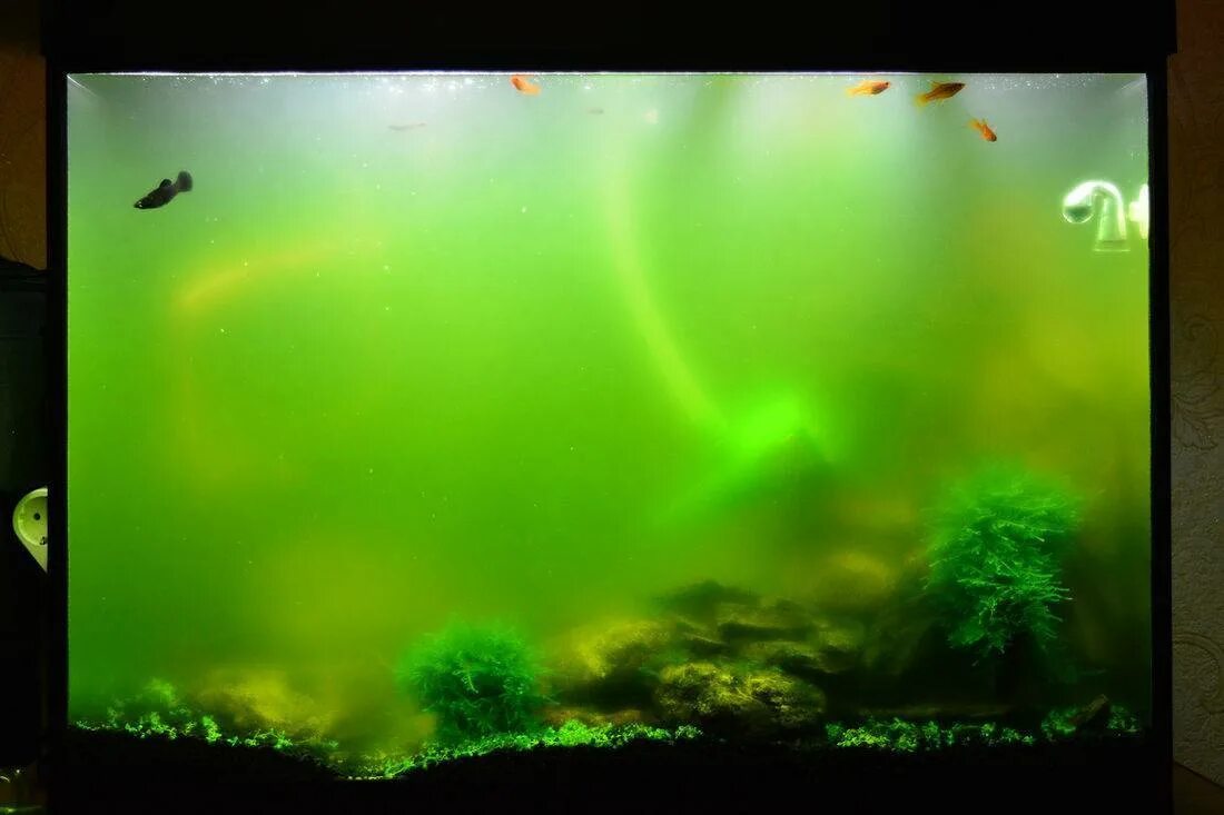 Зеленый аквариум. Зеленая вода в аквариуме. Зеленая вола в АК. Аквариум зацвел. Почему цветет аквариум