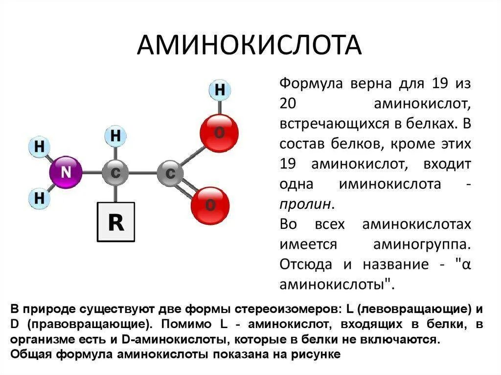 Клетки состоят из аминокислот. Общая структура α-аминокислот. Бета аминокислоты формула. Основная формула аминокислот. Бета аминокислота общая формула.