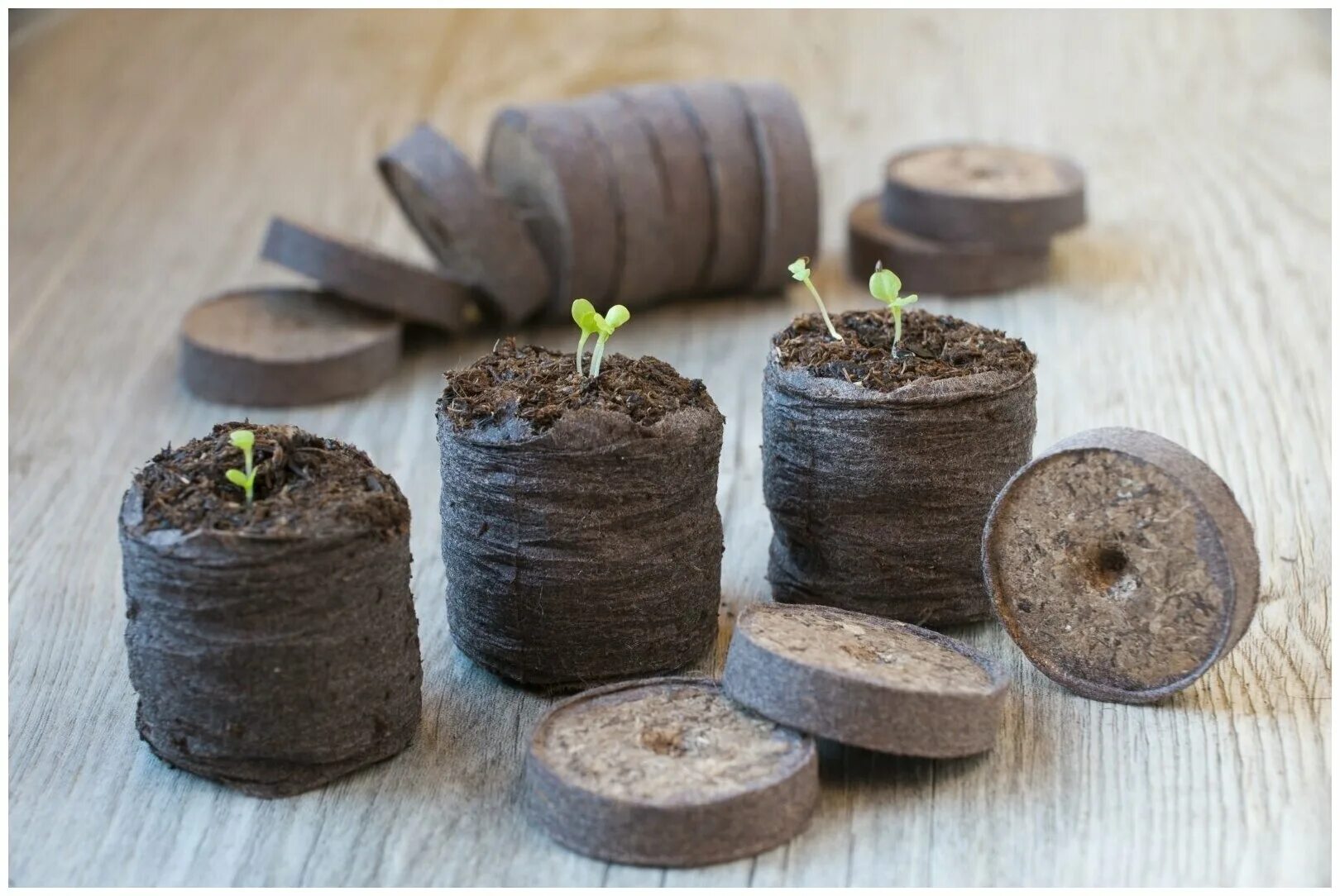 Кокосовые таблетки jiffy. Таблетки jiffy. Цветы в торфяных таблетках. Таблетка торфяная 41мм джиффи 100/1000. Торфяные таблетки турбо 33мм.