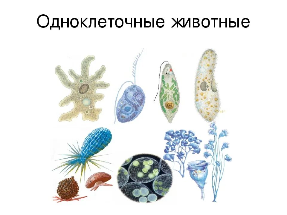 Одноклеточные животные эукариоты. Одноклеточных эукариот у одноклеточных. Одноклеточные организмы эукариоты. Разнообразие одноклеточных эукариот.