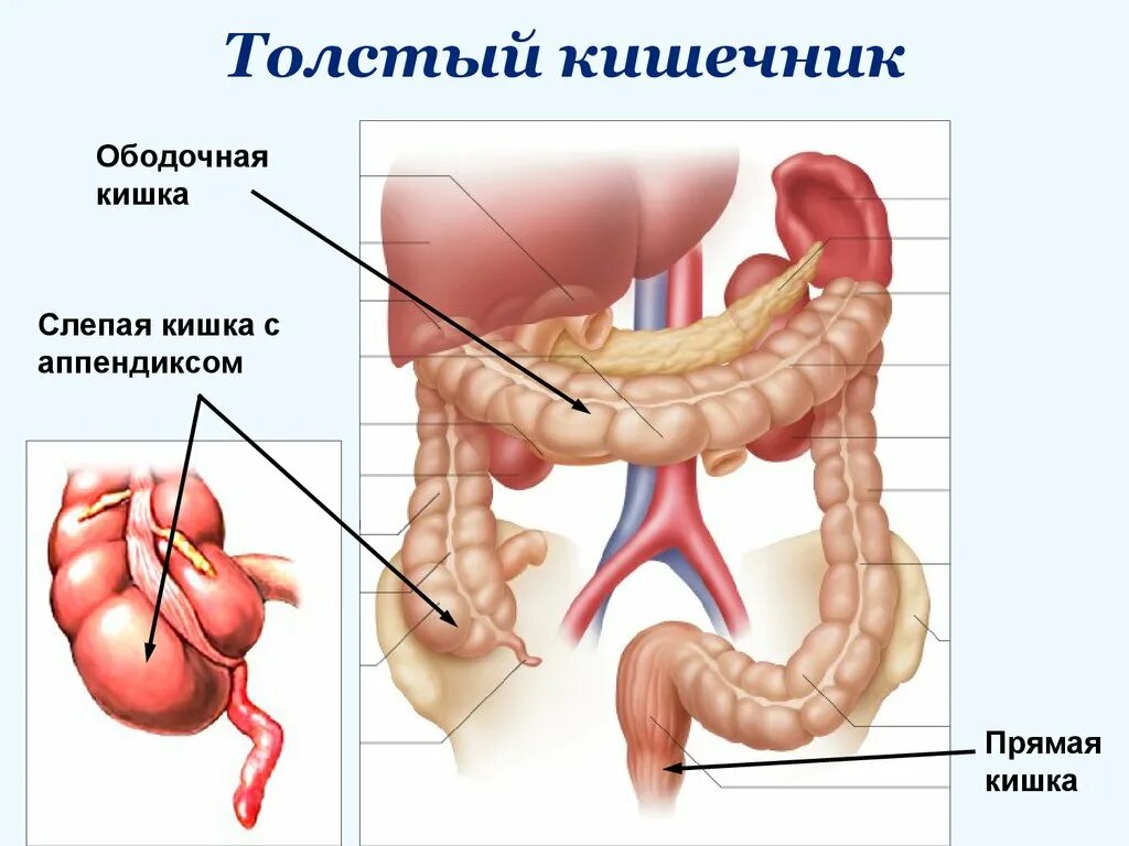 Слепая кишка в организме. Толстый кишечник анатомия апендикс. Толстая кишка (слепая и ободочная). Строение кишечника ободочная кишка. Строение слепой кишки и аппендикса.