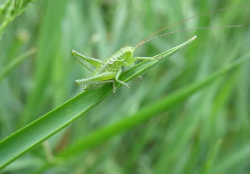 Прямокрылые саранча. Прыгунчики прямокрылые. Гусеница палочник. Прямокрылые саранча. Личинка прямокрылых.