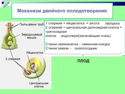 Оплодотворение двумя спермиями