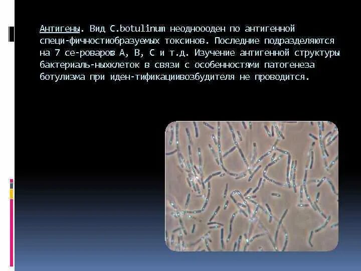 Грамположительные палочки образуют споры. Газовая гангрена микробиология. Возбудитель столбняка clostridium tetani это. Клостридии хистолитикум. Клостридии перфрингенс микроскопия.