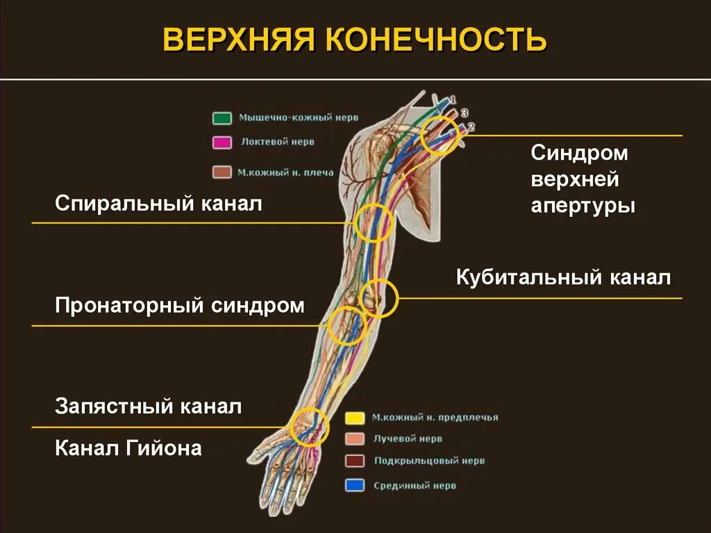 Опухоль периферических нервов. Локтевой нерв иннервация. Периферические нервы верхних конечностей. Патология периферических нервов презентация. Ход нервов верхней конечности.