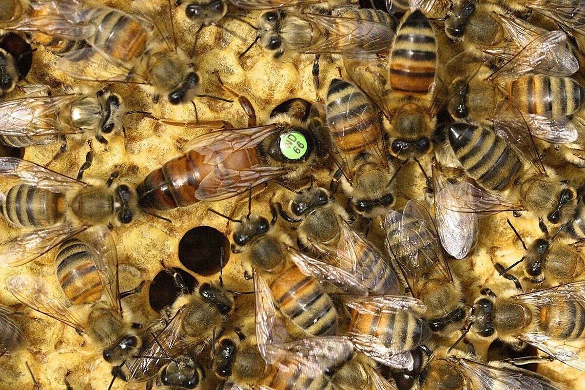 Различия пчел. Бакфаст порода пчел. Матка Карника, Карпатка ,Бакфаст. Карника порода пчел. Карпатская пчеломатка.
