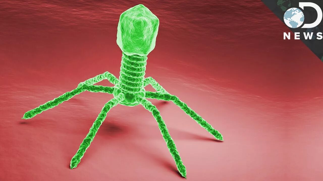 Skibidi virus. Бактериофаг микроскопия. ПРОТИВОХОЛЕРНЫЙ бактериофаг. Evolink бактериофаги. Бактериофаг т4.