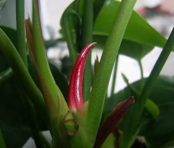 антуриум бутон. зародыш цветоноса антуриум. антуриум цветонос. антуриум блэк бьюти цветонос. антуриум бутон.