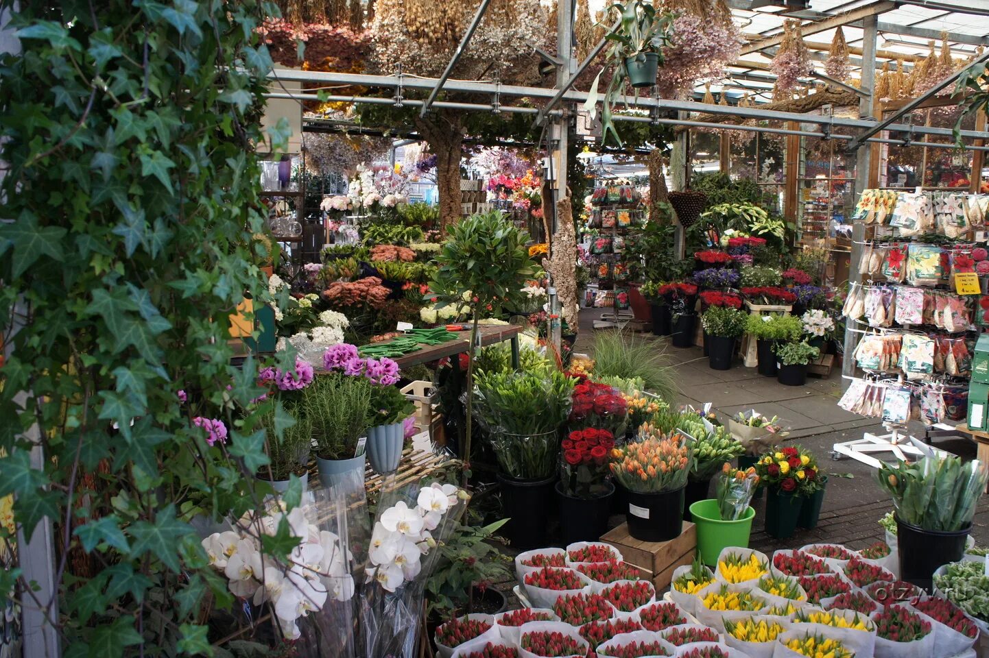 Голландские цветочные магазины. Amsterdam bloemenmarkt. Цветочный рынок амстердам нидерланды. Магазин цветов голландия. Цветочный рынок в амстердаме.