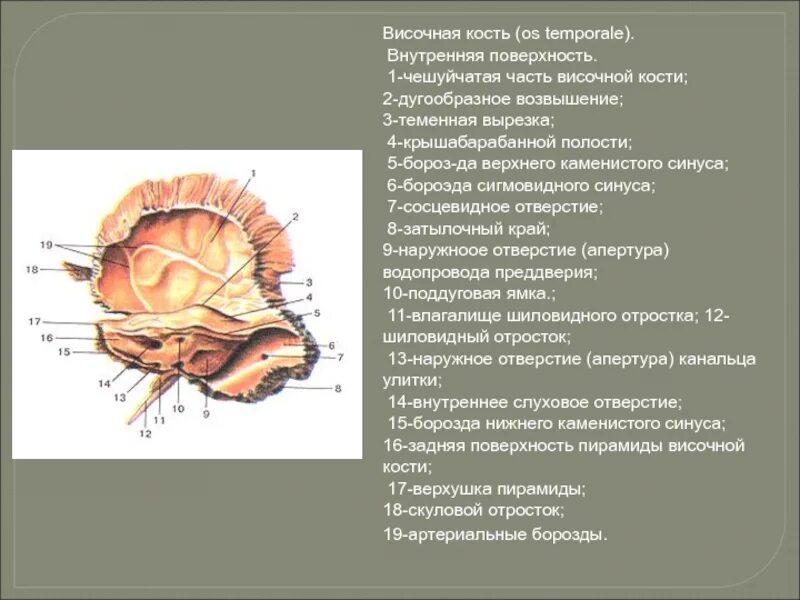 Слуховой латынь. Височная кость анатомия строение. Височная кость черепа анатомия человека. Височная кость строение Синельников. Строение височной кости Синельников.