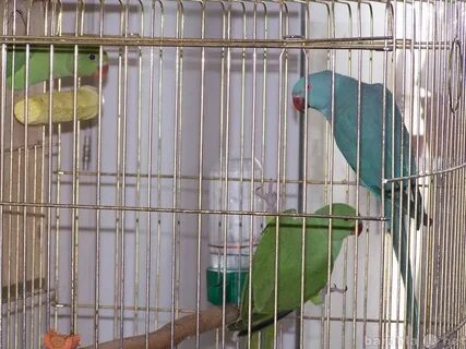 Объявления о продаже птиц попугаев на авито