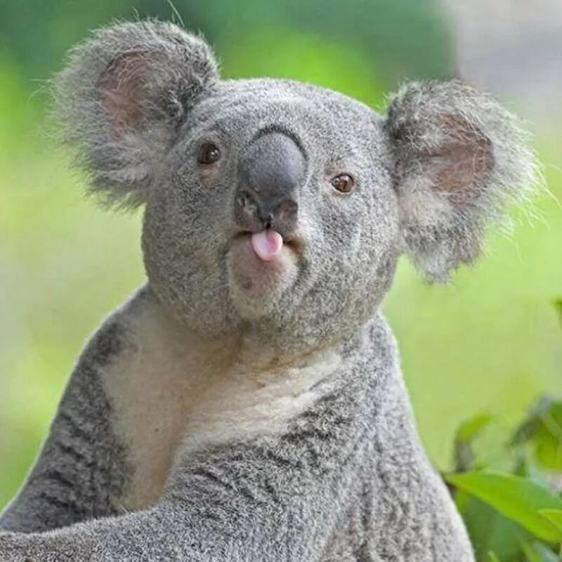 Самое говорящее животное. Коалы. Забавные животные. Смешная коала. Животные с круглыми ушами.