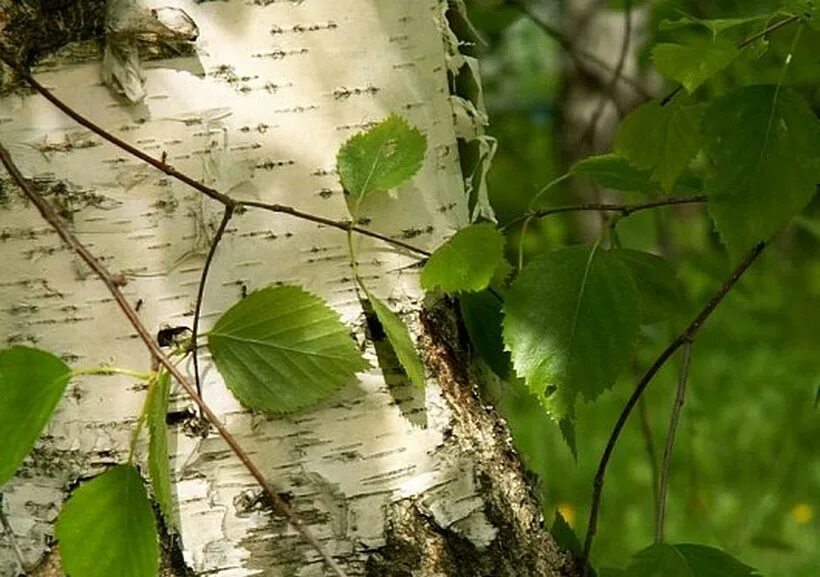 На березке появились. Береза. Берёза листья. Белая береза.