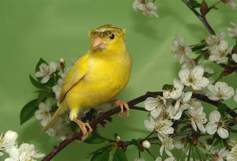 кенор поющий. пение желтого кенара. певчая птичка канарейка. кенор поющий. кенар певчий.