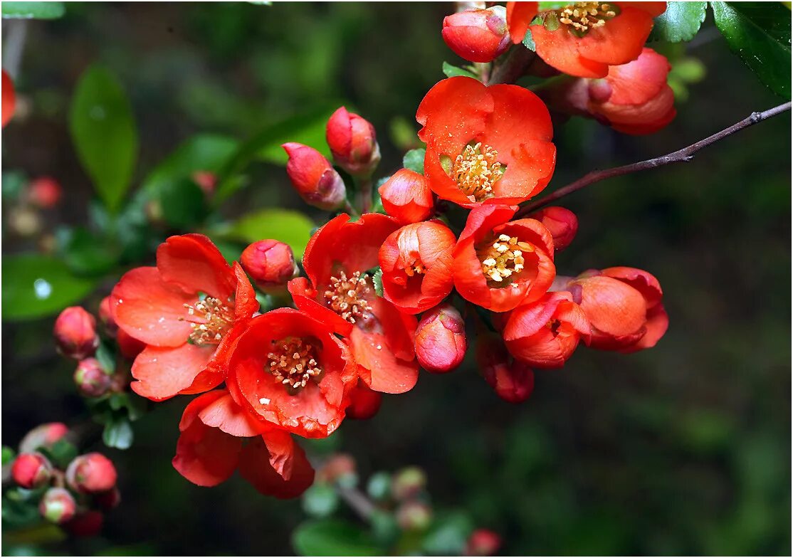 Айва (хеномелес) японская. Айва японская Chaenomeles japonica. Хеномелес катаянский. Хеномелес кустарник.