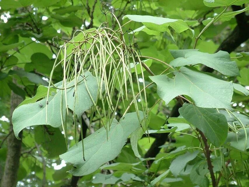 Семена катальпы описание. Катальпа ауреа. Катальпа прекрасная. Семечки катальпа. Семена катальпы бигнониевидной.