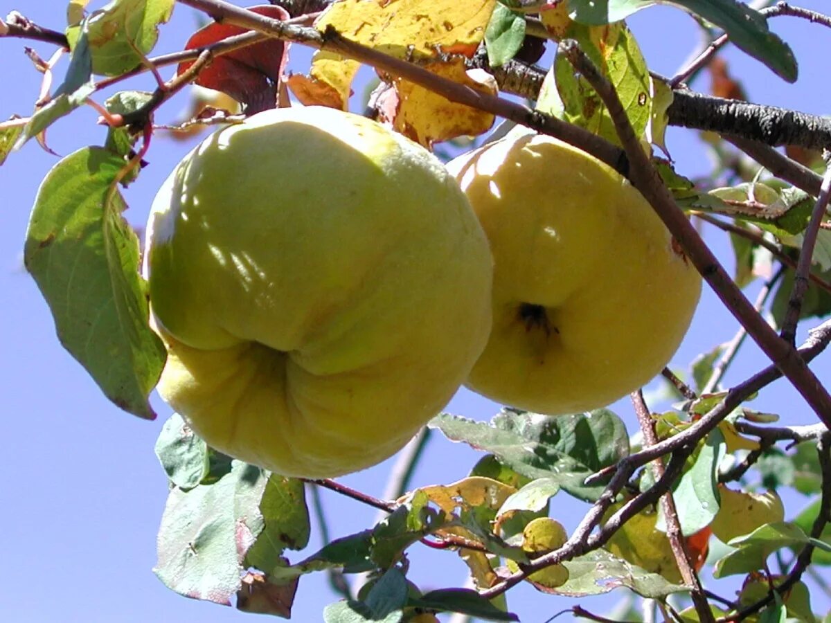 Айва скороспелка. Сорт яблок айва. Айва продолговатая (Cydonia oblonga). Айва (сорт 'cido').