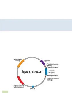 Вставка генов в плазмиду