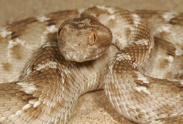 File:Saw-scaled viper Echis carinatus by Krishna Khan Amravati.jpg - Wikipedia