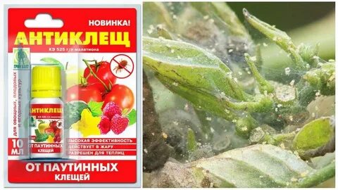 Препарат от клещей огурцов