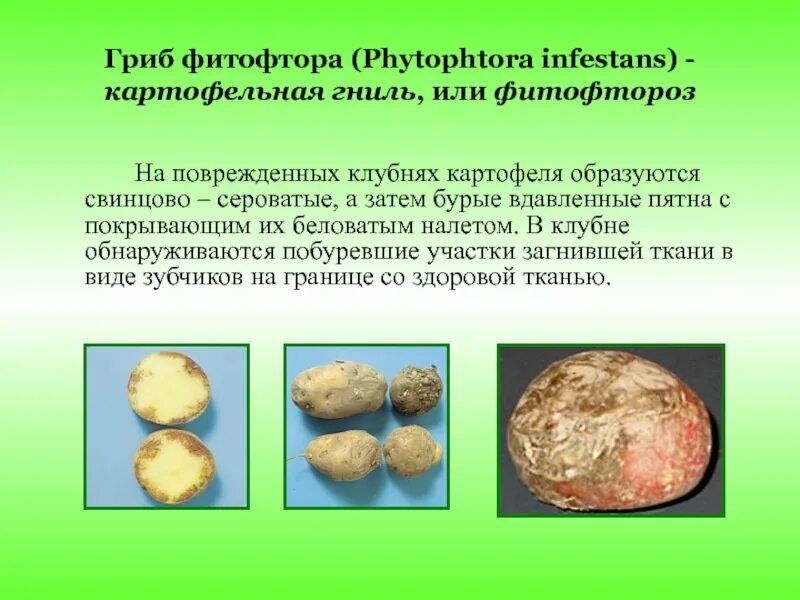 Картофель относится к группе. Фитофторы Phytophthora infestans. Гриб фитофтора на картофеле. Фитофтора на клубнях картофеля. Фитофтора описание.