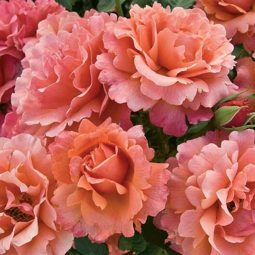 Флорибунда изи даз ит. Флорибунда изи даз ит. Флорибунда изи даз ит. Флорибунда изи даз ит. Сорт розы изи даз ит.