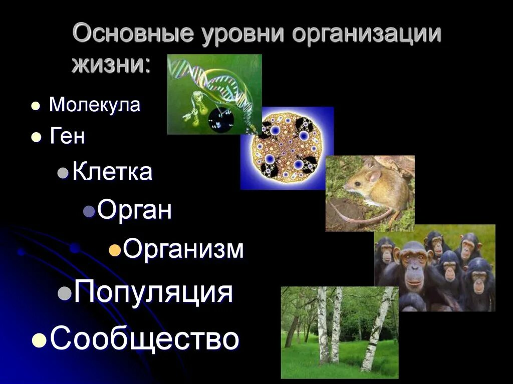 Уровни организации живого биология. Уровни структурной организации живой природы. Уровни организации живой материи биология. Таблица уровни организации живой материи 10 класс биология. Организменный уровень организации живой материи таблица.