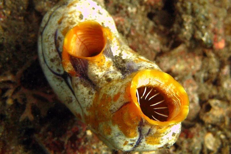 Асцидия пурпурная halocynthia aurantium. Асцидия это кишечнополостные. Оболочники асцидии. Асцидия пурпурная halocynthia aurantium. Асцидия это в биологии.