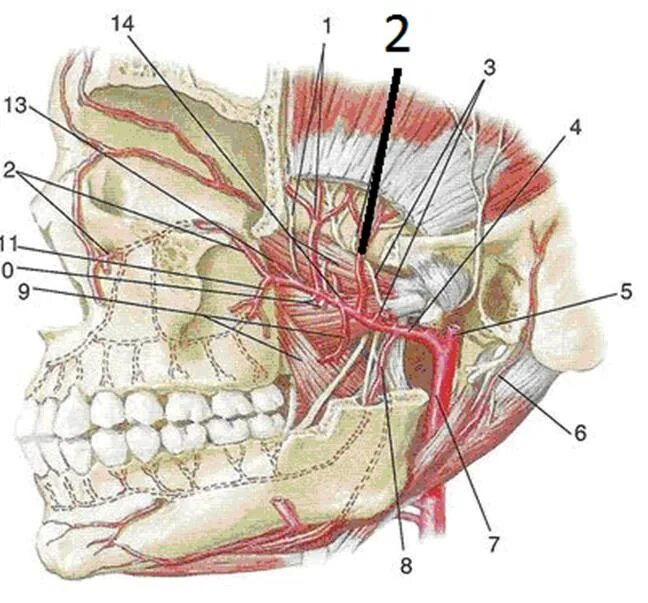 A maxillaris. Верхнечелюстная артерия топографическая анатомия. A. maxillaris – верхнечелюстная артерия. Подглазничная артерия анатомия. Артерия темпоралис Супериор.
