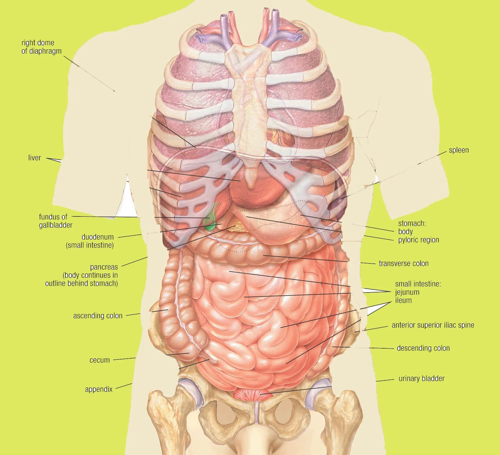 Какие органы у человека с левой. Расположение органов у человека с ребрами. Внутренние органы человека с ребрами. Расположение внутренних органов под ребрами.