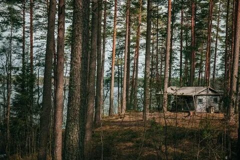 Экоотель лес