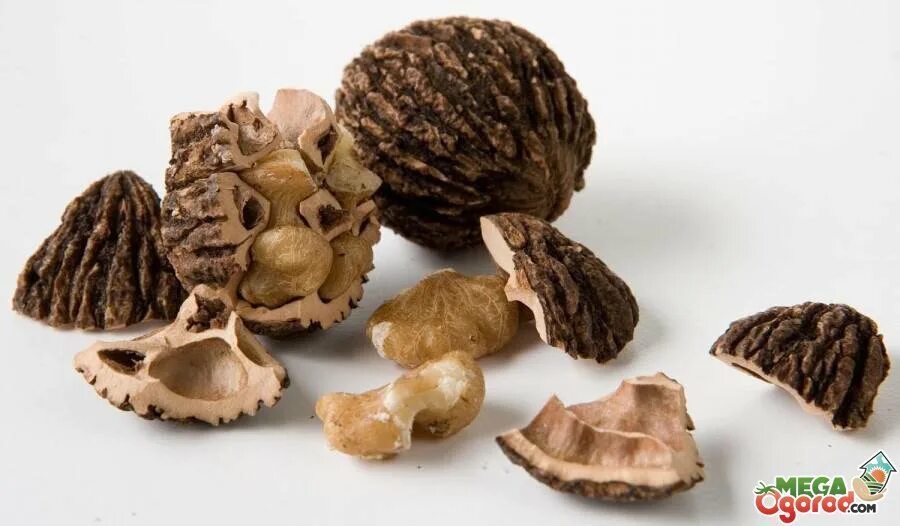 черный грецкий орех от паразитов. Nsp черный грецкий орех. черный орех от глистов. Nsp черный грецкий орех. черный орех лекарство.