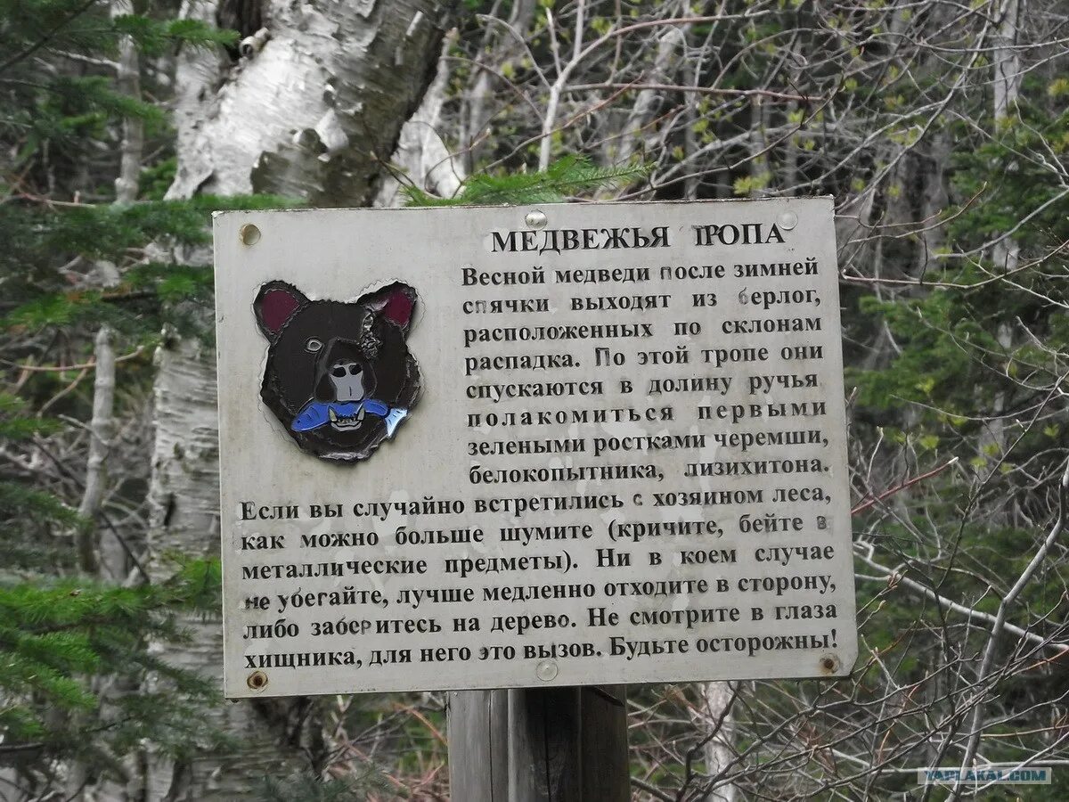 Медвежья тропа