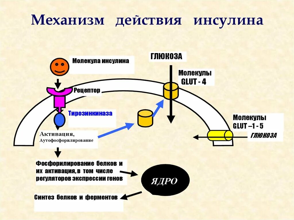 Участвует в синтезе инсулина. Механизм действия инсулина биохимия гормоны. Механизм действия инсулина биохимия схема. Инсулин механизм взаимодействия с рецептором. Рецептор инсулина и механизм действия.