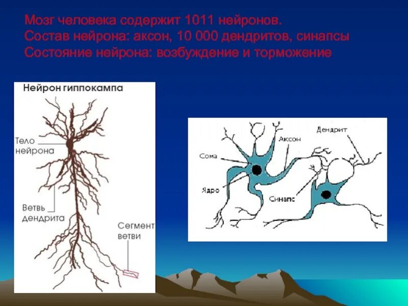 Мозг человека состоит из нейронов. Аксон нейрона. Дендрит нейрона. Аксоны и дендриты. Нейрон Аксон дендрит синапс.