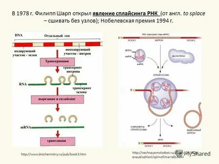 Несколько белок сделали по 4 тайника