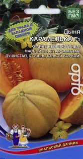 Дыня карамелька