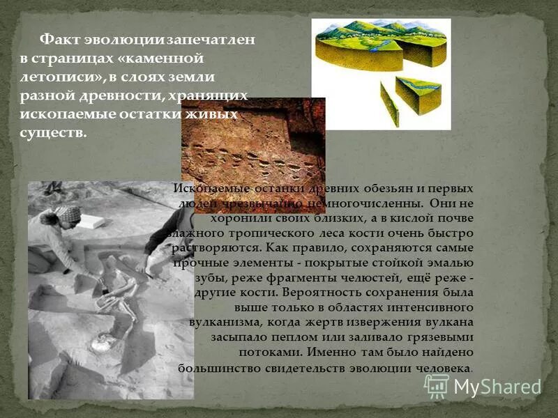 Каменная летопись земли ученые. Каменная летопись земли окаменелости. Каменная летопись земли. Каменная летопись. Каменная летопись земли окаменелости.