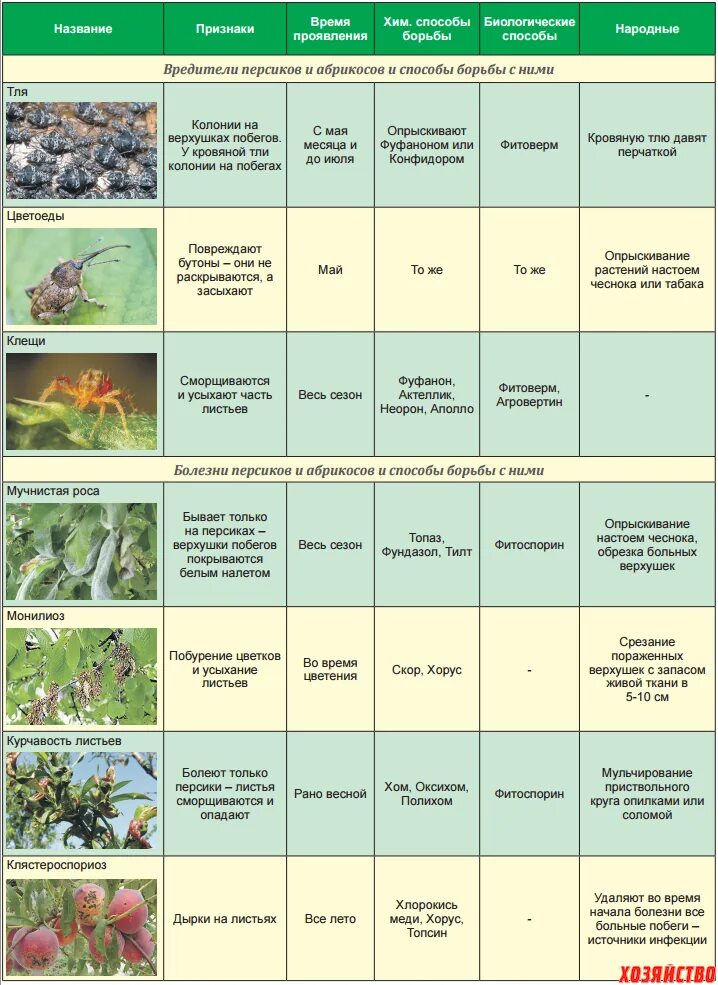 Схема опрыскивания сада весной. Баковые смеси для обработки сада от вредителей и болезней таблица. Защита хвойников от болезней и вредителей. Схема обработки плодовых деревьев от болезней.
