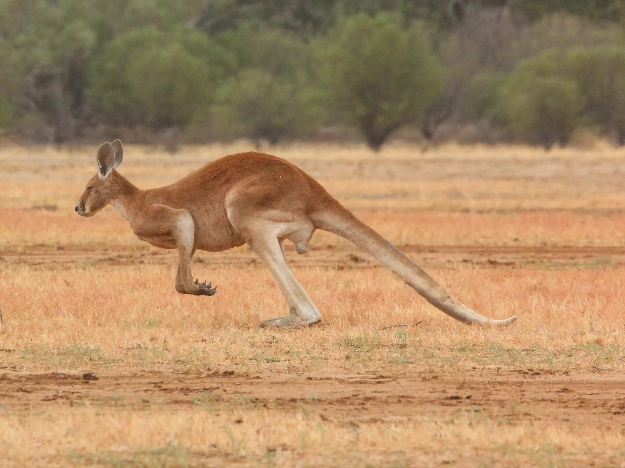 Кенгуру Macropus. Кенгуру в Австралии. Исполинский кенгуру. Рыжие кенгуру.