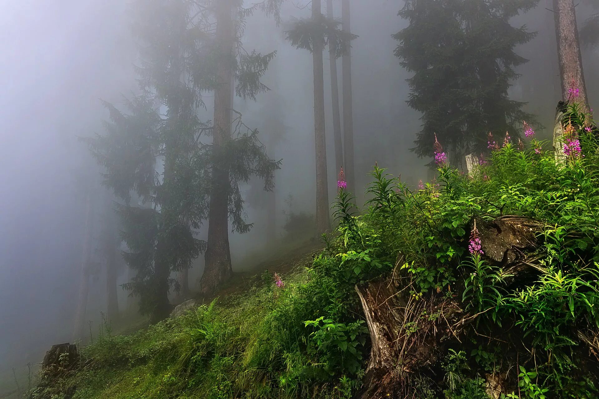 Лес туман лето. Беловежская пуща туманный лес. Лес в тумане. Дождь в лесу. Туманный пейзаж.